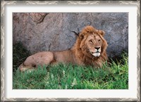 Framed Portrait of Male African Lion, Tanzania