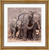 Framed Mother and baby elephant preparing for a dust bath, Chobe National Park, Botswana
