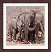 Framed Mother and baby elephant preparing for a dust bath, Chobe National Park, Botswana