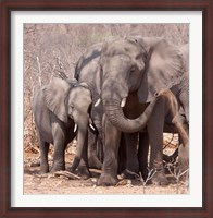 Framed Mother and baby elephant preparing for a dust bath, Chobe National Park, Botswana