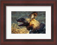 Framed Namibia. Portrait of a wild dog