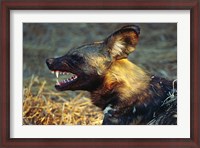 Framed Namibia. Portrait of a wild dog