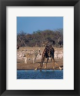 Framed Namibia, Etosha NP, Angolan Giraffe, zebra