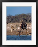 Framed Namibia, Etosha NP, Angolan Giraffe, zebra