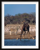 Framed Namibia, Etosha NP, Angolan Giraffe, zebra