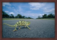 Framed Namibia, Caprivi Strip, Flap-necked Chameleon lizard crossing the road