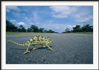 Framed Namibia, Caprivi Strip, Flap-necked Chameleon lizard crossing the road