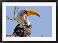Framed Profile of yellow-billed hornbill bird, Kenya