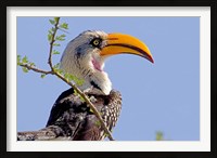 Framed Profile of yellow-billed hornbill bird, Kenya