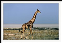 Framed Namibia, Etosha NP, Angolan Giraffe with salt pan
