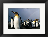 Framed Rainbow Above Colony of King Penguins, Saint Andrews Bay, South Georgia Island, Sub-Antarctica