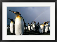 Framed Rainbow Above Colony of King Penguins, Saint Andrews Bay, South Georgia Island, Sub-Antarctica