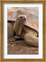 Framed Seychelle Aldabran Land Tortoise, Casela Park, Mauritius