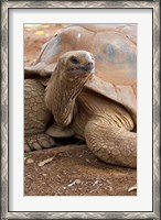 Framed Seychelle Aldabran Land Tortoise, Casela Park, Mauritius