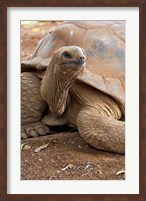 Framed Seychelle Aldabran Land Tortoise, Casela Park, Mauritius