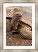 Framed Seychelle Aldabran Land Tortoise, Casela Park, Mauritius