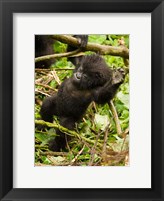 Framed Rwanda, Volcanoes Park, Baby Mountain gorilla