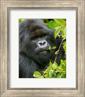 Framed Rwanda, Silverback Mtn Gorilla, Volcanoes NP