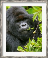 Framed Rwanda, Silverback Mtn Gorilla, Volcanoes NP