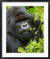 Framed Rwanda, Silverback Mtn Gorilla, Volcanoes NP