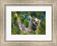 Framed Ring-Tailed Lemur, Madagascar