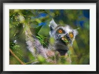 Framed Ring-Tailed Lemur, Madagascar