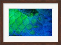 Framed Rusty Parrotfish Tail