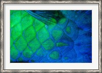 Framed Rusty Parrotfish Tail