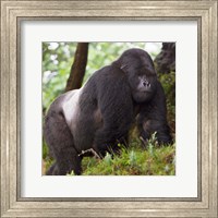 Framed Rwanda, Mountain Gorilla, No 2 Silverback