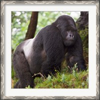 Framed Rwanda, Mountain Gorilla, No 2 Silverback