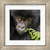 Framed Rwanda, Volcanoes NP, Mountain Gorilla Staring