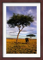 Framed Solitary Elephant Wanders, Maasai Mara, Kenya
