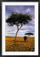 Framed Solitary Elephant Wanders, Maasai Mara, Kenya