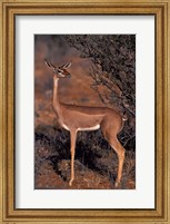 Framed Samburu Gerenuk, Kenya