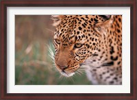 Framed Samburu Leopard, Kenya