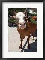 Framed Seychelles, La Digue, La Passe Harbor, ox-cart