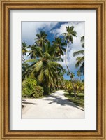 Framed Seychelles, La Digue, Palm lined country path