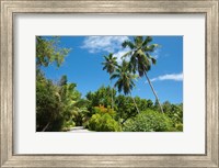 Framed Seychelles, La Digue. Remote island path