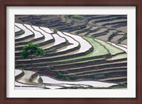 Framed Rice terraces, Yuanyang, Yunnan Province, China.