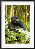 Framed Rwanda, Mountain Gorilla, Silverback