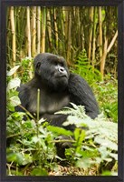 Framed Rwanda, Mountain Gorilla, Silverback