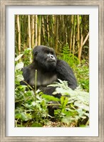 Framed Rwanda, Mountain Gorilla, Silverback