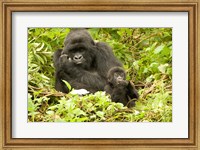 Framed Rwanda, Volcanoes NP, Mountain Gorilla with baby