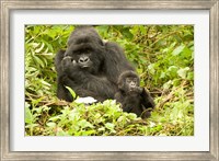 Framed Rwanda, Volcanoes NP, Mountain Gorilla with baby