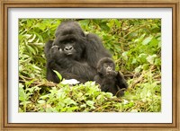 Framed Rwanda, Volcanoes NP, Mountain Gorilla with baby