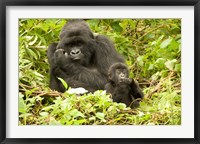 Framed Rwanda, Volcanoes NP, Mountain Gorilla with baby