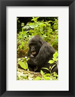 Framed Rwanda, Volcanoes NP, Mountain Gorilla Sitting