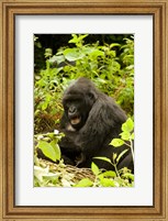 Framed Rwanda, Volcanoes NP, Mountain Gorilla Sitting