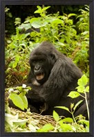 Framed Rwanda, Volcanoes NP, Mountain Gorilla Sitting