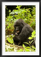 Framed Rwanda, Volcanoes NP, Mountain Gorilla Sitting